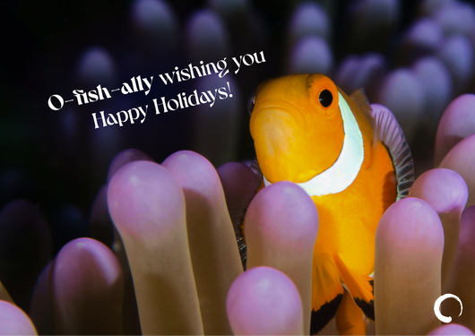 Clownfish Greetings Card